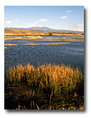 Looking across wetlands in the South Fork Pit River valley.