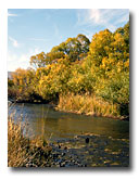 Trees in fall colors line the South Fork of the Pit River.