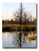 A dead tree is reflected in the pond area below Reservoir C.