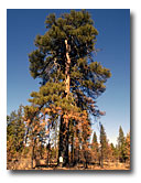 "Character" Ponderosa Pine in the Devils Garden area.