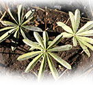 Newly sprouted lupine leaves in the Blue Fire burn area.
