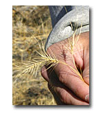 Medusa head is a noxious weed problem.