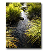 Grasses growing along Ash Creek.