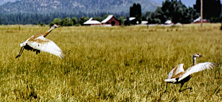 Sandhill Cranes take off from farm field.