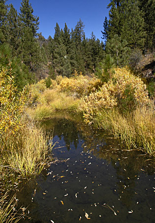 Johnson Creek is designated as ?Critical Habitat? for the endangered Modoc sucker.