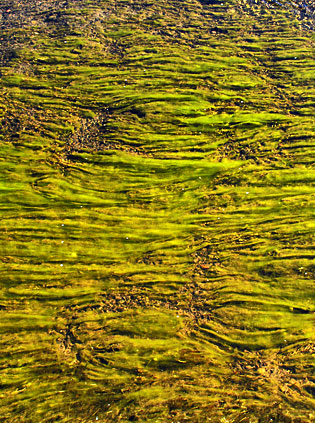 Algae mats in Pit River. Nutrients, together with warm temperatures and stagnant flow cause excessive growths of weeds and algae.