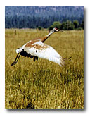 Sandhill cranes can be seen at the Ash Creek Wildlife Area.