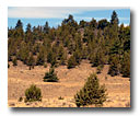 Junipers encroach on the area near Ash Creek.