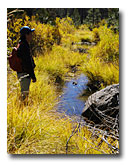 Marty Yamagiwa, fisheries biologist, looks over the lush riparian vegetation of Johnson Creek.