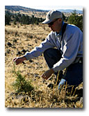 Todd Sloat kneels by a young juniper.