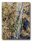 Newly planted aspen and cottonwood will help restore the riparian vegetation along Beaver Creek.