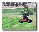 Farmer cutting hay.