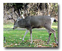 A buck enjoys some grass near the Pit River.