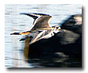 A shore bird flies across Beeler Reservoir.