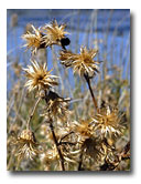 Canadian Thistle.