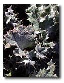 New thorny leaves of a thistle near the confluence of the North and South Fork Pit River.