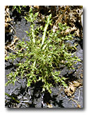 A thistle rosette along the South Fork of the Pit River.