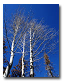 Aspen in the Blue Fire area.