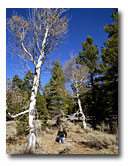 Aspen are being encroached upon by conifers near the South Warner Mountains.