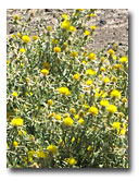 Star Thistle is a noxious weed in the Pit River Watershed.