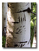 Bear claw scratches mark an aspen trunk.