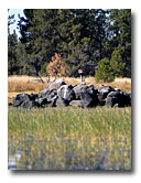 Rock islands in Beeler Reservoir are important for nesting habitat.