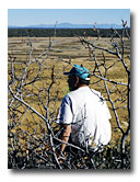 Tom Ratcliff, wildlife biologist, looks over the Fairchild swamp in early October.