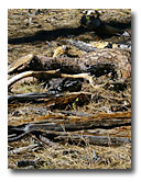 Woody debris is left for wildlife habitat after the Hackamore Thinning project.