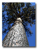 Looking up a burned pine in the Wart prescribed burn area.