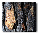 The bark of a partially burned ponderosa pine.