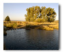 Riparian area along Canyon Creek.